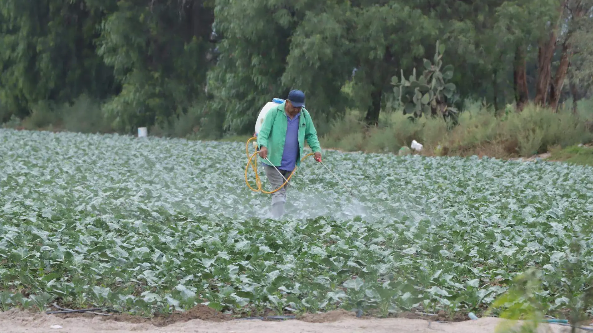 trabajadores, campo